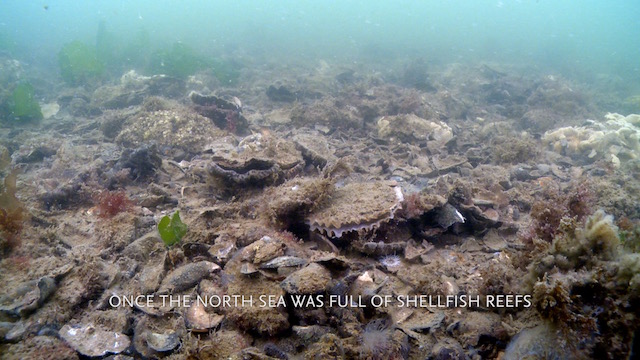 Recovery of shellfish reefs