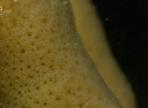 Sponges are the oldest living animals on Earth