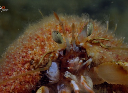 Hermit crab and rough hydroid benefit from each other