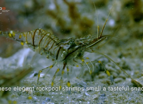 Rockpool shrimps are waiting patiently