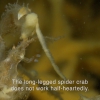 The long-legged spider crab is a master of disguise