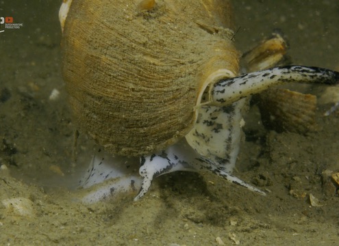 Wintertime is mating time for the whelks