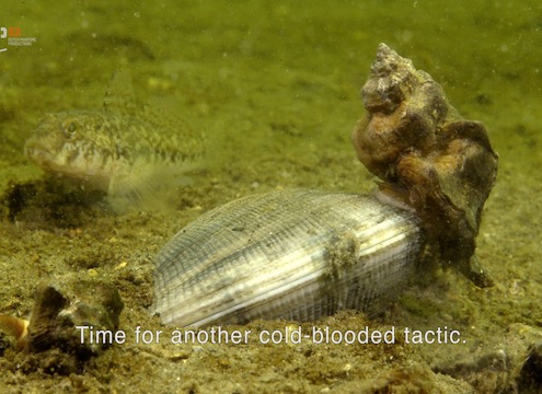 Killer snails in the Dutch Delta