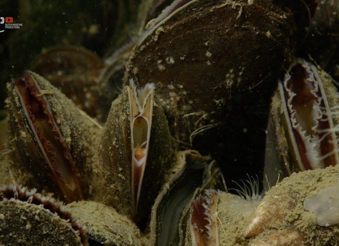 Mussels create biodiversity