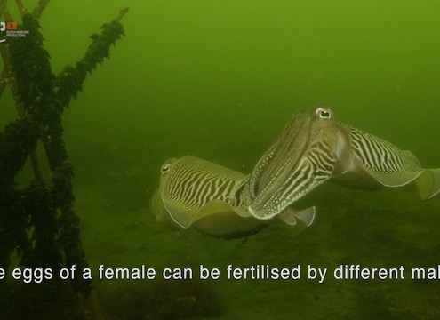 Cuttlefish are competitive