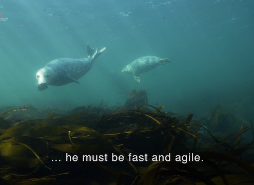 Seals are learning as they play