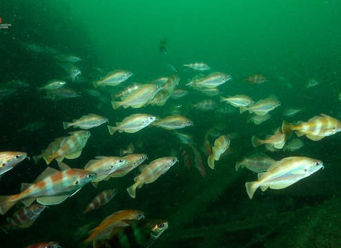 Pout whiting survive together - Safety in numbers