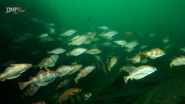 Pout whiting survive together - Safety in numbers