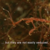 Skeleton shrimps are machos