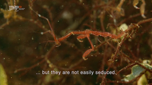 Skeleton shrimps are machos
