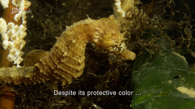 Seahorse seeks shelter