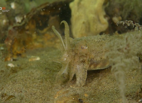 Young cuttlefish discover the world