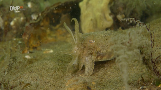 Young cuttlefish discover the world