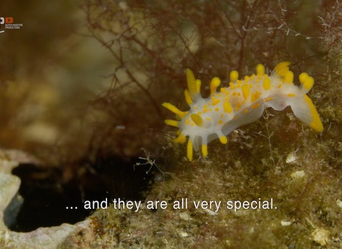 Nudibranchs are special