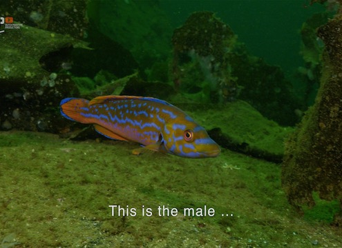 Harem of the wrasse