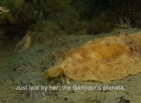 Millennium sea slug wants to stay