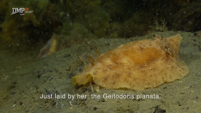 Millennium sea slug wants to stay