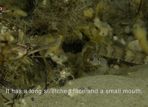 Pipefish preys on shrimps