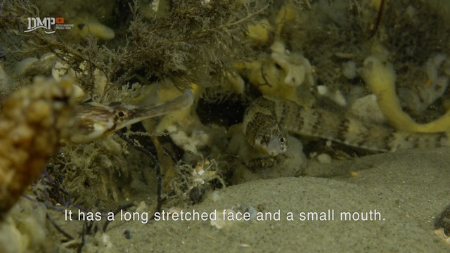 Pipefish preys on shrimps