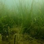 Seagrass recovery